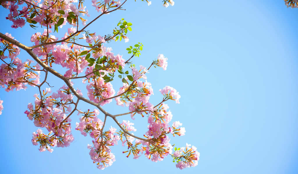 Climate Action: Building Resilient Communities for a Sustainable Future